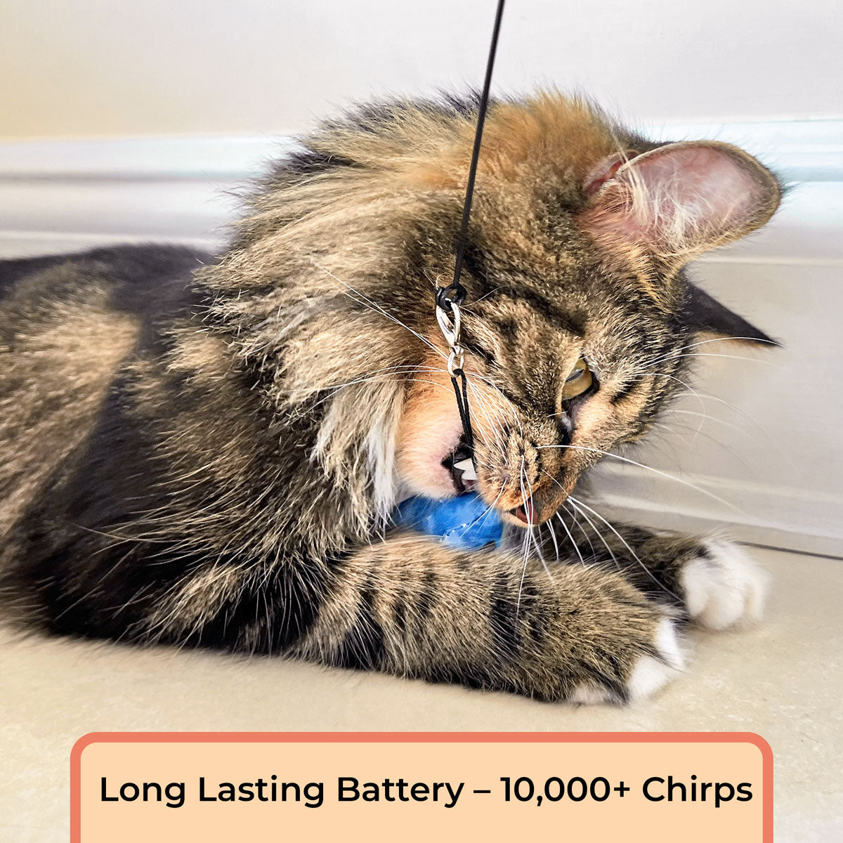 Interactive Bird Simulation Cat Toy Set (Chirping Edition)