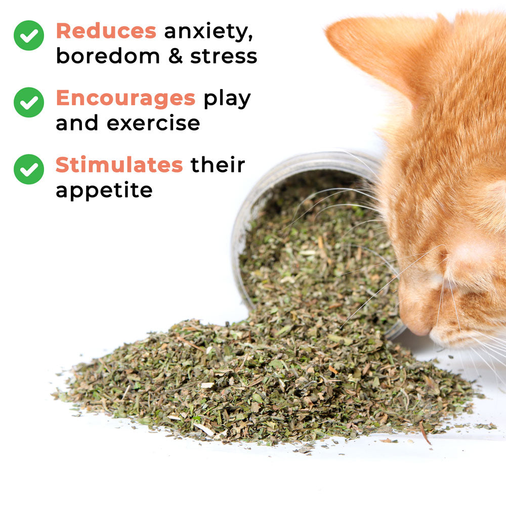 Hurrb Catnip