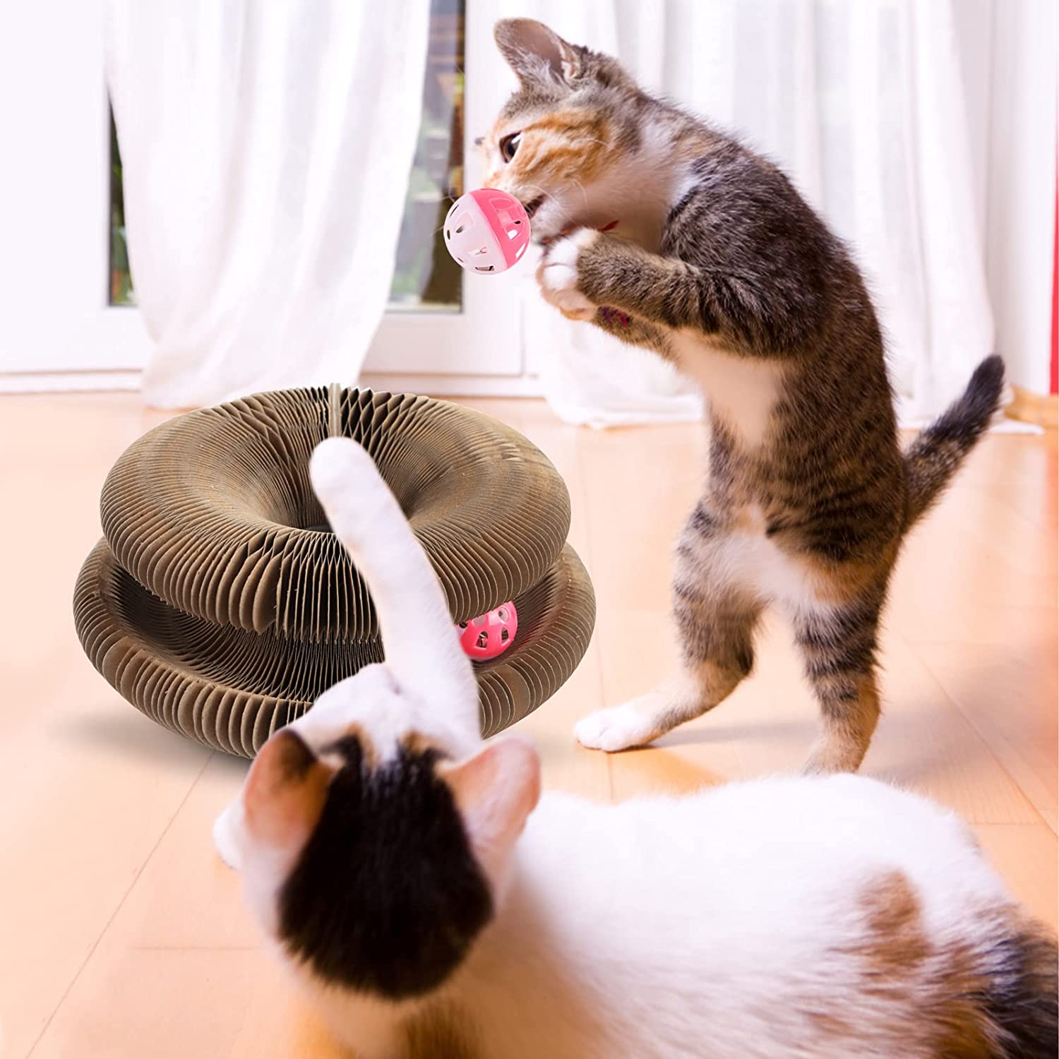 The CatCordion