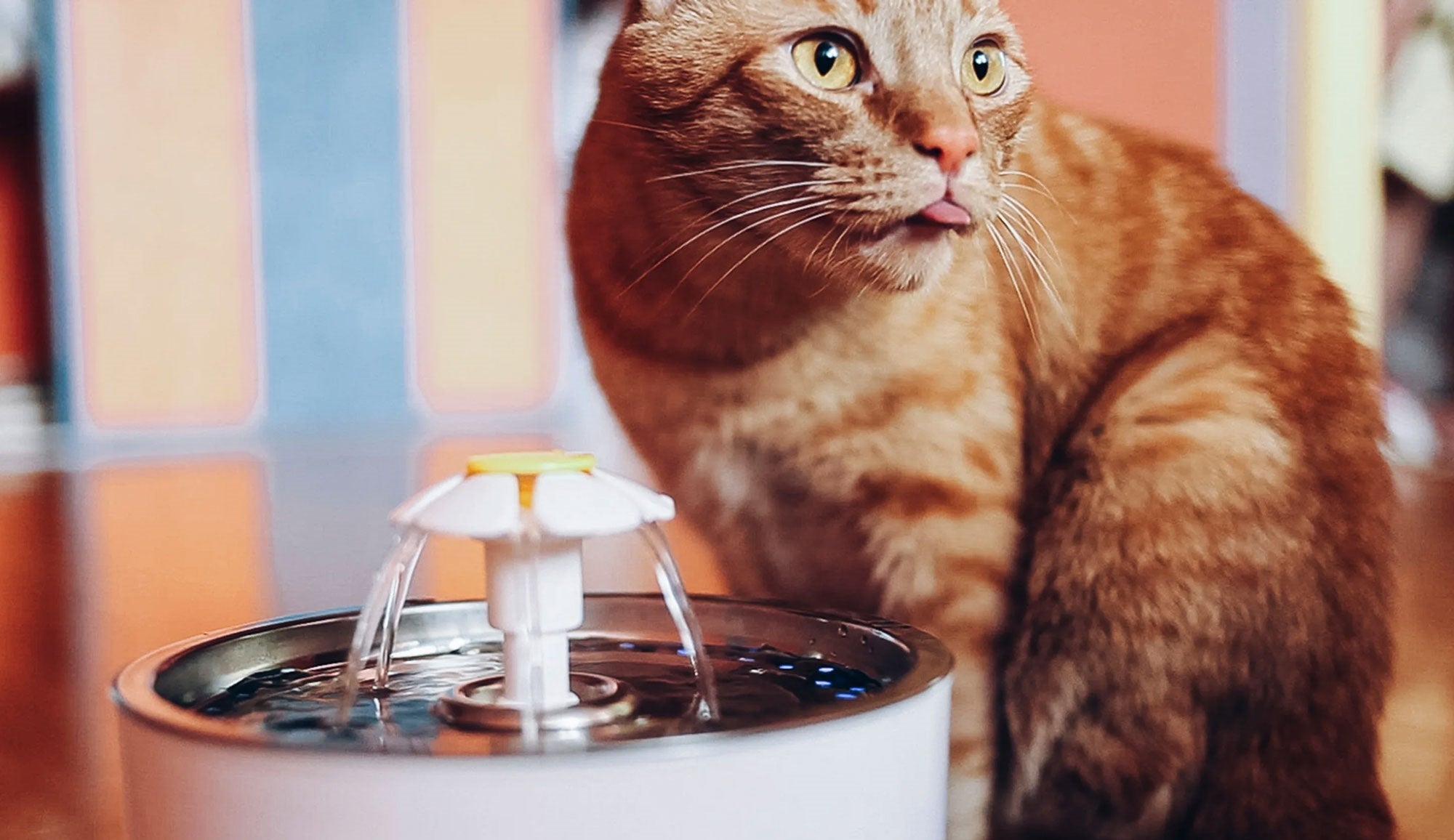 Why Do Cats Need a Drinking Fountain?