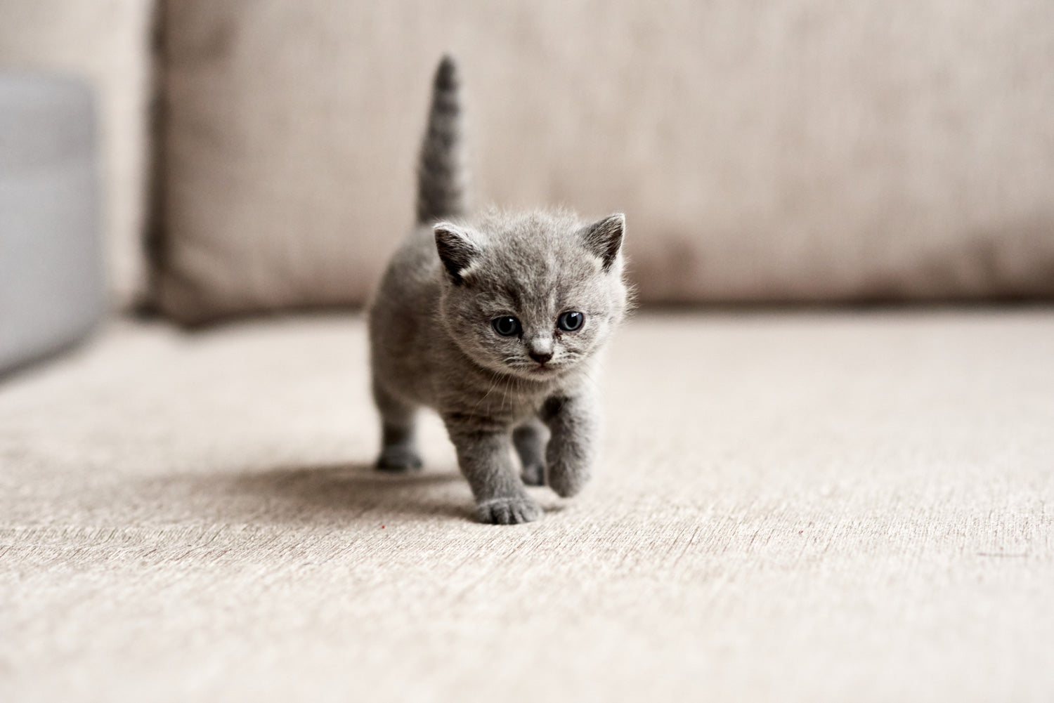 8 Facts You Might Not Know About Kittens
