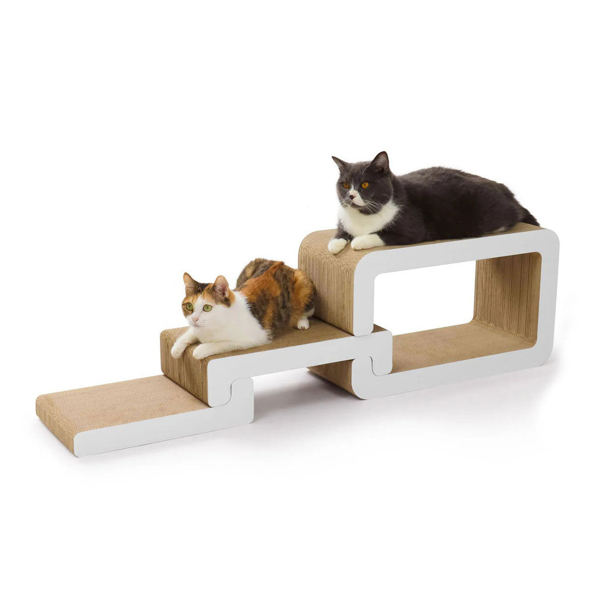 Cat Trio Lounge