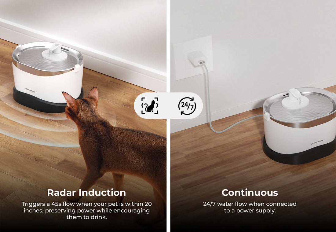 Dual Water Modes