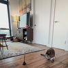 interactive-bird-toy-for-cats--set-of-5-birds--1.mp4__PID:95d54ceb-701f-4260-a540-11821a698b68
